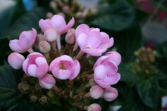 ルクリア ‘ベニフジ’