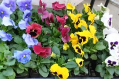 秋植え　パンジー