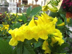 テコマスタンス