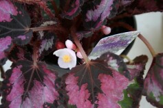 レックスベゴニア