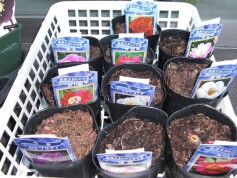 人気のシャクヤクが入荷しました！