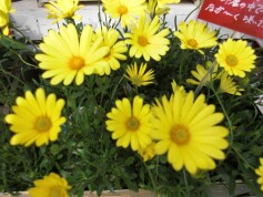 オステオスペルマム‘キララ’