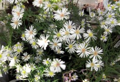 クジャクアスター