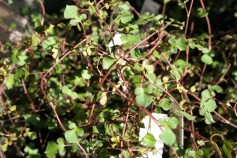 ワイヤースペード