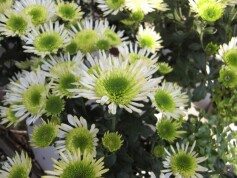 クリサンセマム‘スプラッシュ・メドゥ’