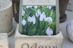 スノードロップ