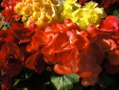 エラチオールベゴニア