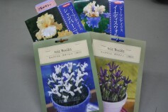 球根　ミニアイリス