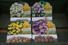 クロッカスの球根