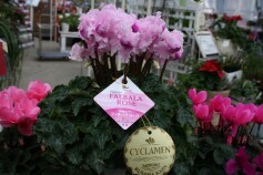 シクラメン‘ファルバラローズ’