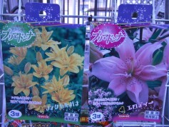 ’プリマドンナ’