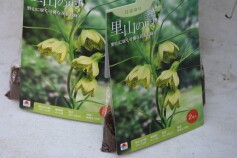 バイモユリ（貝母百合）