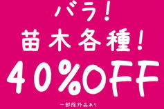 苗木売場大特価！11月12日まで。