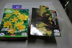 スカシユリの球根