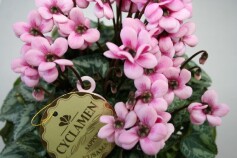 シクラメン‘フェアリーピコ’