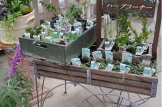 ハーブ20％OFF！