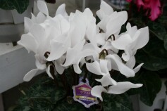 F1ミニシクラメン「ラフィン」シリーズ