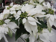 プリンセチア‘クリスタルスノー’