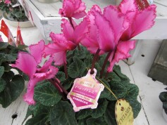 シクラメン‘オペレッタ　ドレス’