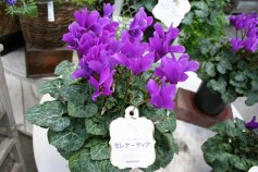 ブルーシクラメン