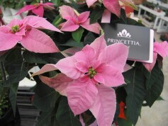 花言葉は「思いやり」