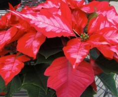 ポインセチア‘アイスパンチ’