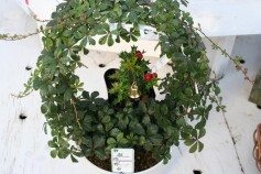 ちょっぴりクリスマス気分