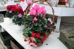 F1ミニシクラメン「ラフィン」シリーズ