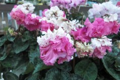 シクラメン‘スウィートベル　ピンク’