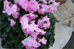 癒しのシクラメン