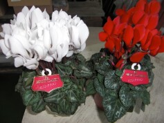 ミニシクラメン