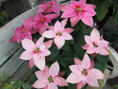 ピンクグラデーション