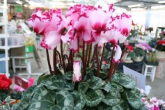 シクラメン‘ヴェスタ’