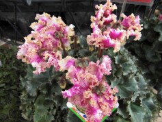 シクラメン‘プリマドンナ ゴールド’