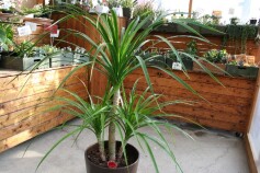 ただいま、観葉植物20％off