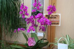 コチョウラン‘満天紅’