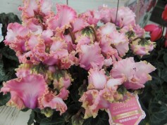 シクラメン‘カンパーナシュシュ’