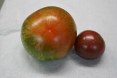 スタッフＳより