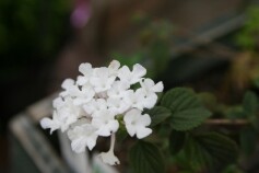 コバノランタナ