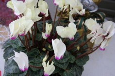 ‘ネオゴールデンガール’