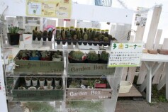 模様替えに多肉植物を！