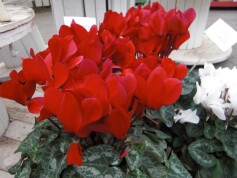 クリスマスにシクラメン