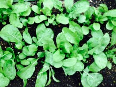 スタッフＮより