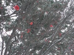 スタッフＴより