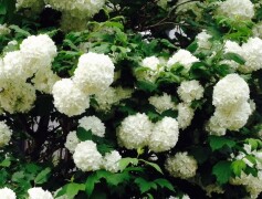 ビバーナムスノーボール