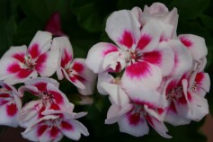 春がまちどおしい