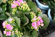 カランコエが咲きました