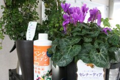 寒い場所、時期にペンタガーデン