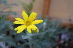 ユリオプスデージー