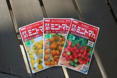 すずなり ミニトマト